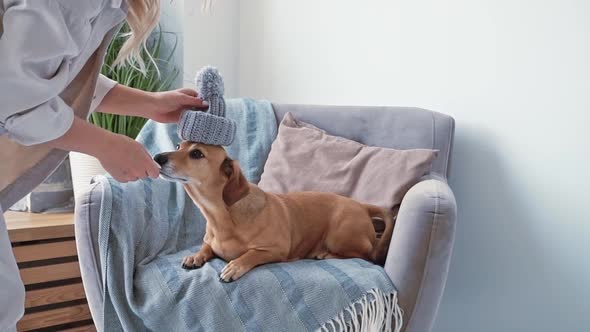 Caucasian Woman in Cozy Bedroom is Trying to Put a Taken Winter Hat on Her Little Brown Dachshund