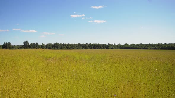 Summer Landscape, a Field of Flax