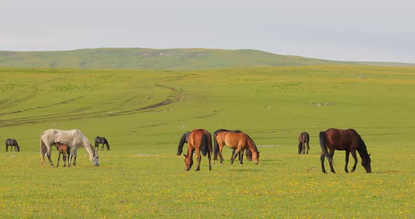 Horses Grazing on a Green Meadow in a Mountain Landscape.