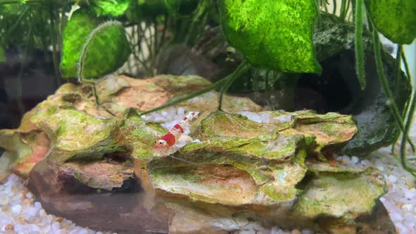 Caridina cantonensis Crystal Red Shrimp on a dragon stone swims away from the scene in a tropical fr