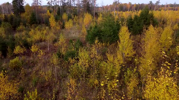 Beautiful aerial footage, flying over colorful autumn forest with yellow birches and firs, wide angl