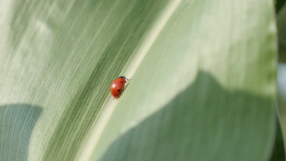 Shallow DOF ladybug on the corn leaf  4K 2160p 30fps UltraHD footage - Tiny red Coccinellidae beetle