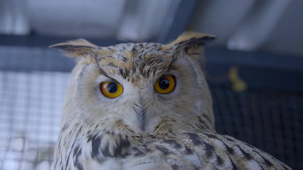 Eurasian eagle owl staring with orange eyes into the camera.