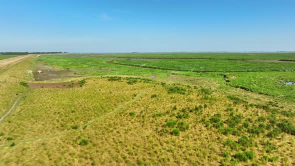 Aerial shot of the edge of a large, green wetlands area, bordered by arid dunes under a blue sky and