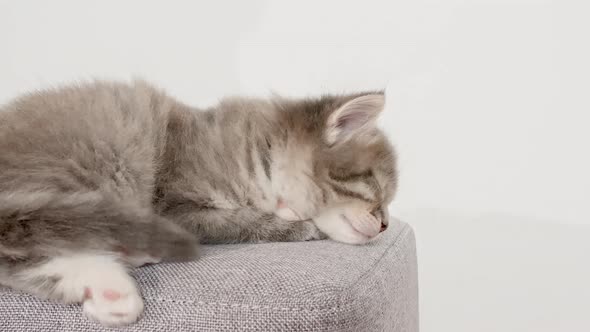 Grey Striped Kitten Wakes Up and Stretches