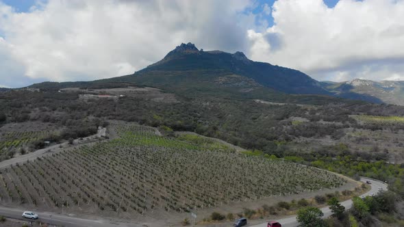 Aerial View of Grape Plantation