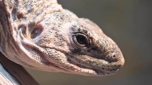 Close Up View of a Large Lizard