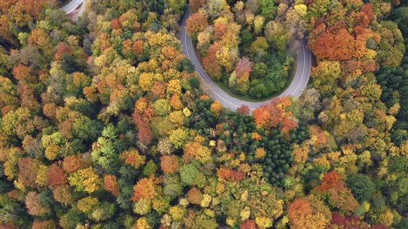 flying forward drone shot over a blooming forest with a curvy road surrounded by wonderful trees.