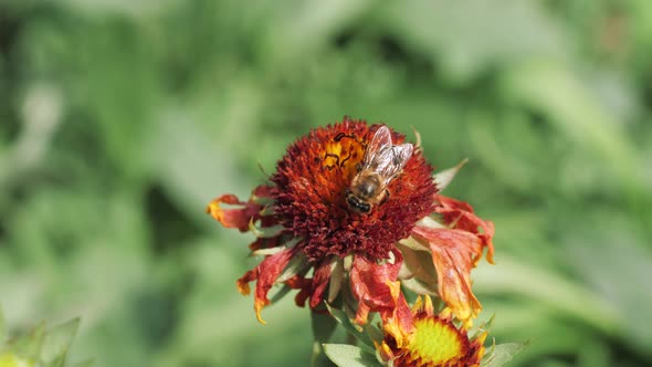 Honey Bee Pollinates a Flower Close Up