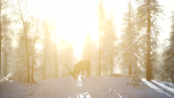 Proud Noble Deer Male in Winter Snow Forest