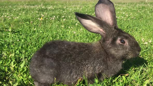 little rabbit eats the grass on a Sunny day, banny grey