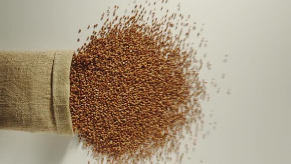 Buckwheat Pours Out Of Falling Sack