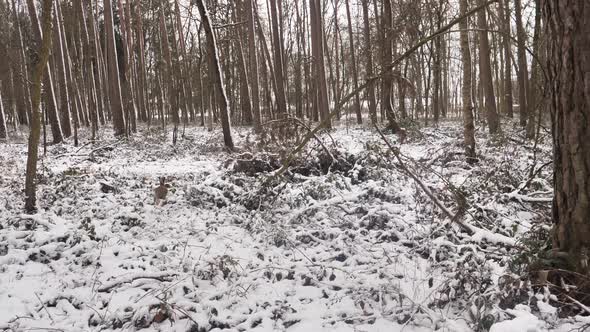 European Hare running in snowy forest (Lepus europaeus) 