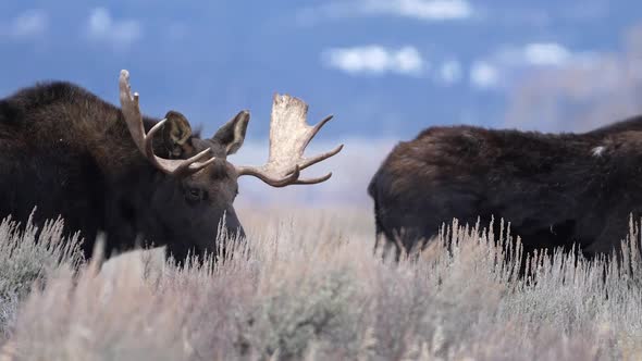 Two Bull Moose grazing through the brush in the Wyoming wilderness