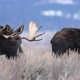 Two Bull Moose grazing through the brush in the Wyoming wilderness - VideoHive Item for Sale