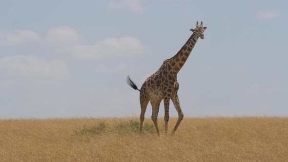 Giraffe walking in the savanna