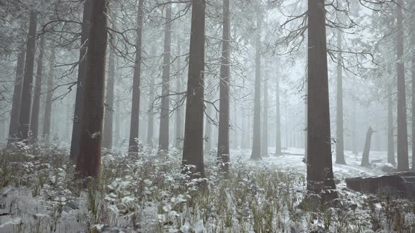 Winter White Frozen Forest in Snow