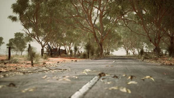 Open Road in Australia with Bush Trees