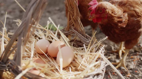 Basket Full of Fresh Hen Eggs Collected in the Countryside in the Field