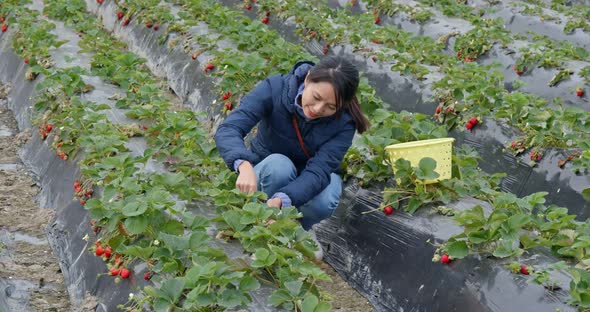 Woman pick strawberry in the farm