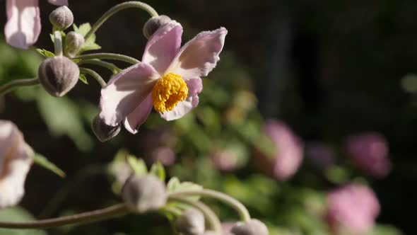 Pink japanese Anemone hybrida flower slow-mo footage