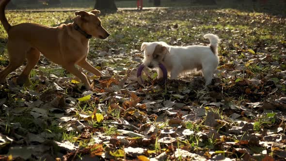 Two Dogs Pull Puller Each Other's Toy in Park on Sunny Day
