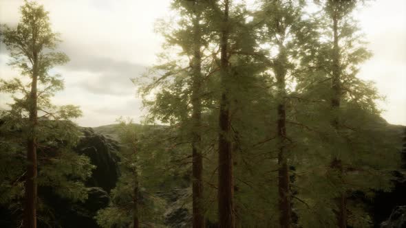 Fog and Pine Trees on Rugged Mountainside and Coming Storm