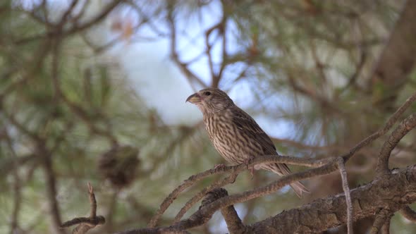 Female Red Crossbill on A Branch 