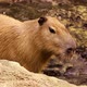 Capybara - VideoHive Item for Sale