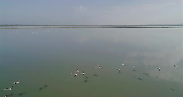 Flying Backwards Over a Flock of Flamingos on a Salt Lake in Albania