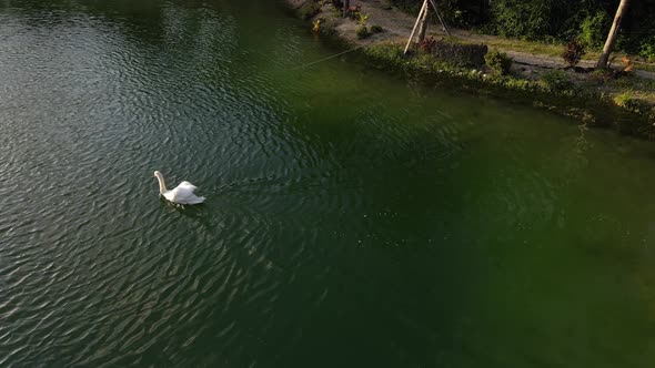 aerial footage swan in a pond