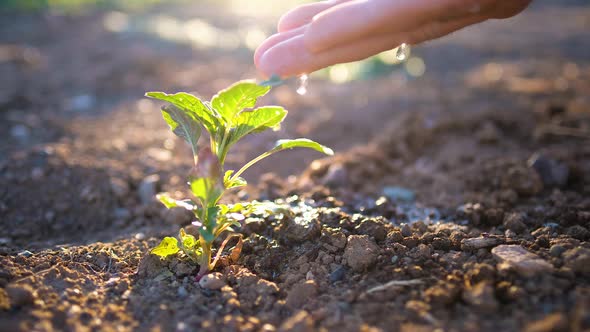 Seeding Seedling Male Hand Watering Young Plant