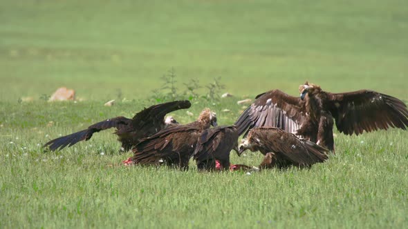 Wild Vulture Herd Eating a Dead Animal Carcass