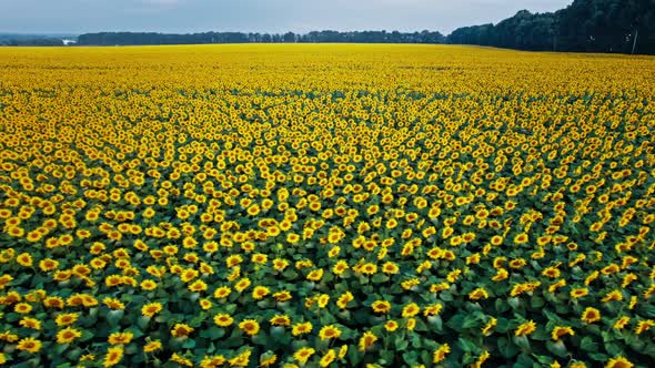 Flying Over Sunflower Fields