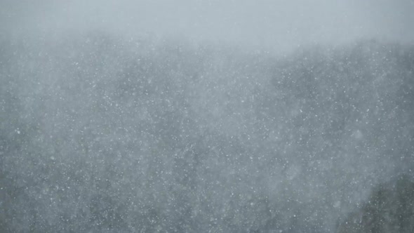 Heavy Snowfall on the Background of the Winter Forest Snowstorm Blizzard