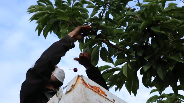 Professional Cherry Picker Working in the Orchard