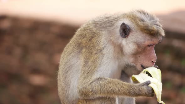 Monkey eating banana in Sri Lanka