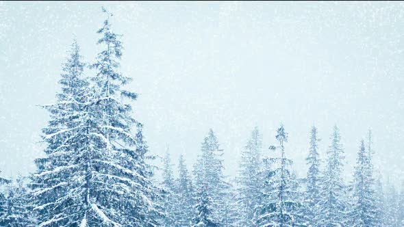 Beautiful Fluffy Snow on Tree Branches