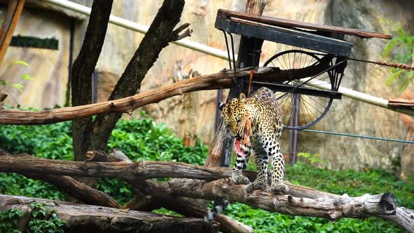 Slow-motion of leopard eating meat