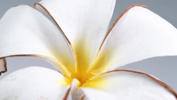 Water droplet drop into the top petal, then slide into the center of the yellow flower.