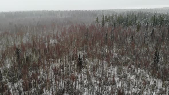 Aerial Snow in Forest