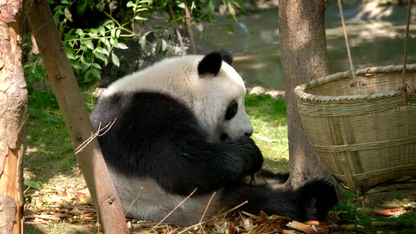 Giant Panda Bear Eating Bamboo