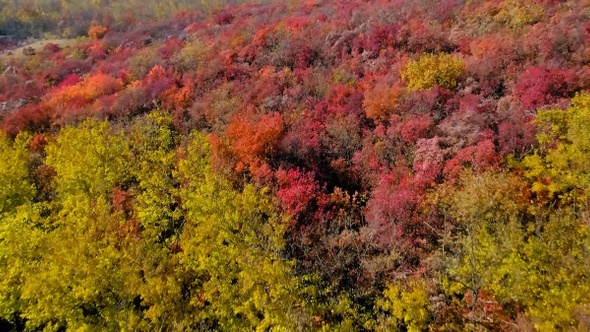 Scenic aerial view of autumn yellow-red forest