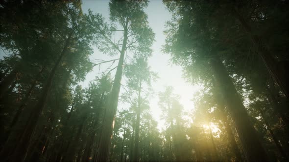 Redwood Forest Foggy Sunset Scenery alt