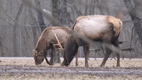 Handheld slomo shot of elk grazing together while snowing