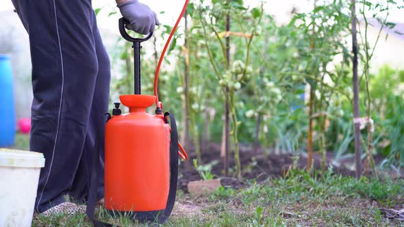 a Woman Sprays and Treats Tomatoes From Diseases and Phytophthora