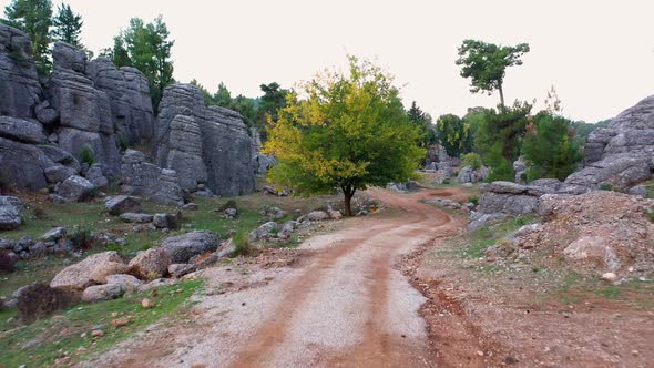 Gray Rock Formations and Coniferous Trees Along Countryside Mountain Road