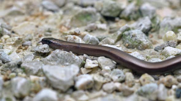 Brown Slowworm or slow worm crawling slowly over stony ground in sunlight,macro - Prores 4K shot of