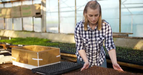 Close Up of Female Gardener Arranges Seedlings