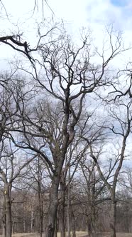 Vertical Video of the Forest with Trees Without Leaves